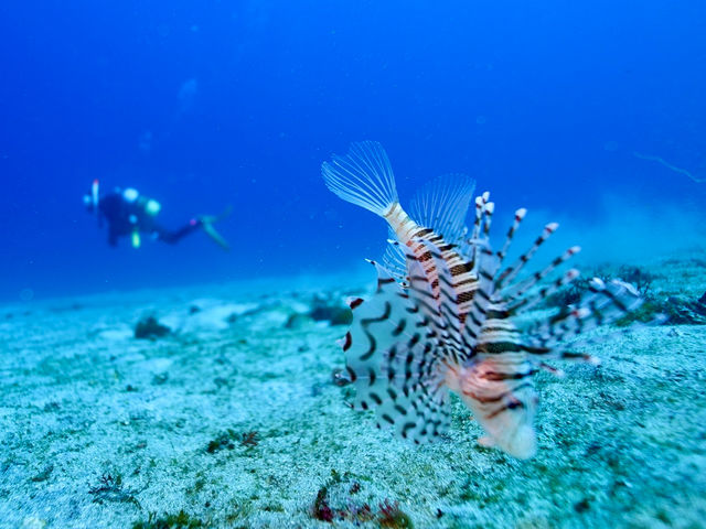 海が綺麗です!_伊豆高原ダイビングスクール リトルリッツ