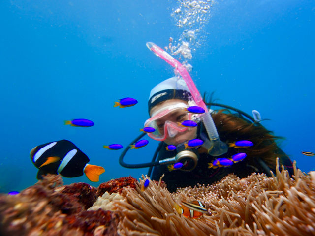 伊豆でも大人気のクマノミさん。恥ずかしがり屋さんなので、そっと見守ってね。_伊豆高原ダイビングスクール リトルリッツ