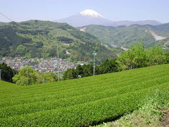 (株)神奈川県農協茶業センターの写真1
