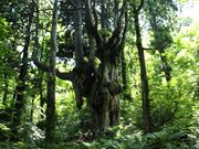 WIoXcA[(B򗷍H)̎ʐ^3