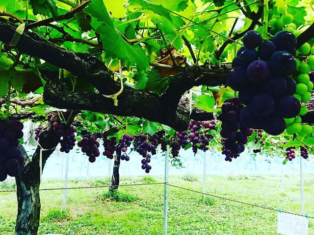 �M�����ʎ���