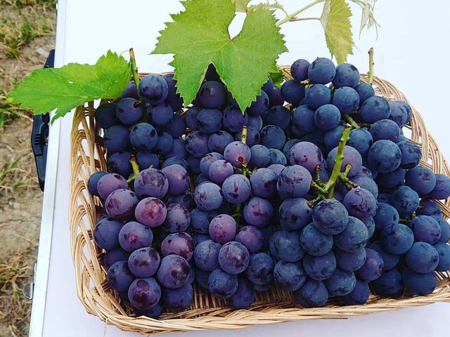 �M�����ʎ���