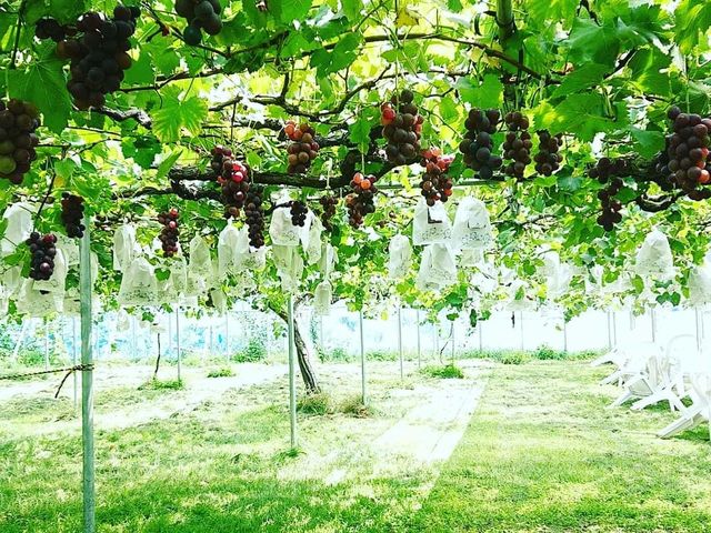 �M�����ʎ���