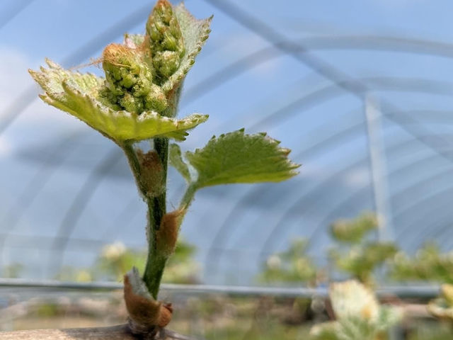 �M�����ʎ���