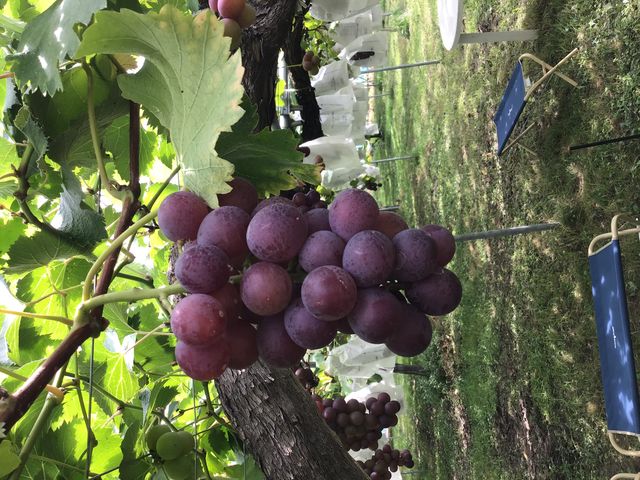 �M�����ʎ���