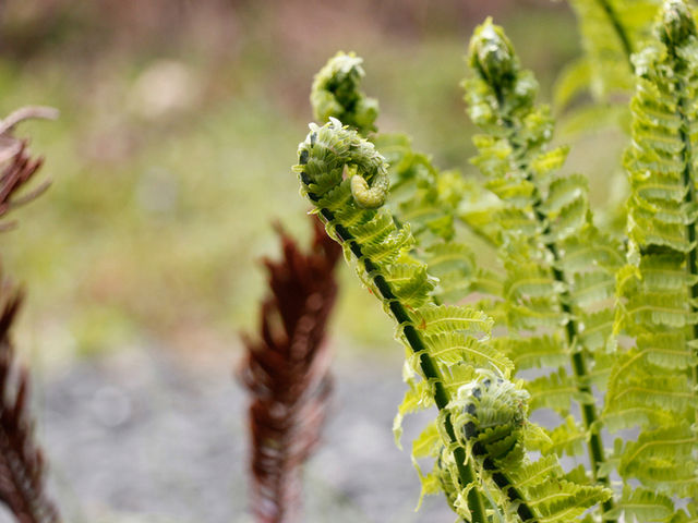 �t�@������_���|�H�[�@�Ԃ�����