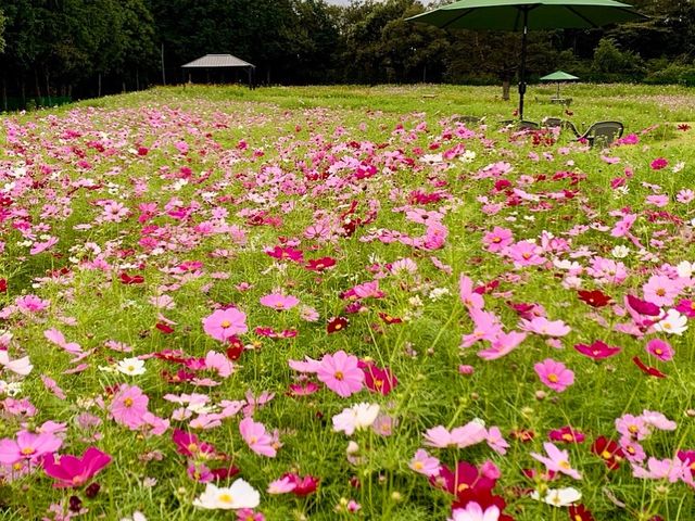 �����͂�̗�