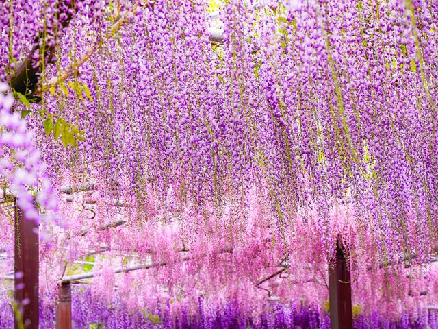 �����͂�̗�