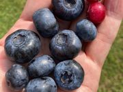 ���ъό��u���[�x���[���̎ʐ^4