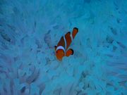 Ί__CrO@GLOBAL@DIVEiO[o_Cuj̎ʐ^2