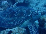 �Ί_���_�C�r���O GLOBAL DIVE(�O���[�o���_�C�u)�̎ʐ^4