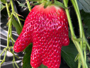 �q�c���̎ʐ^3