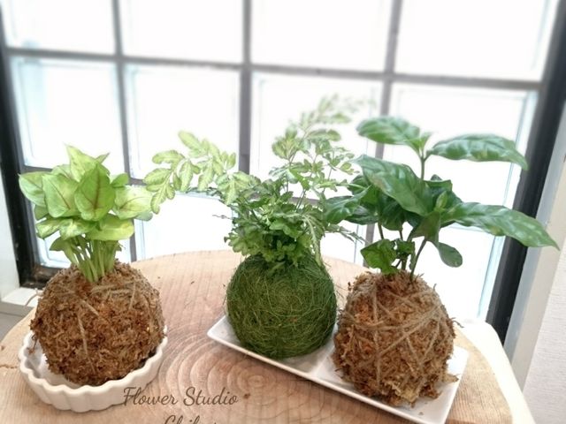 �t�����[�X�^�W�I�`�n���@���Ë���