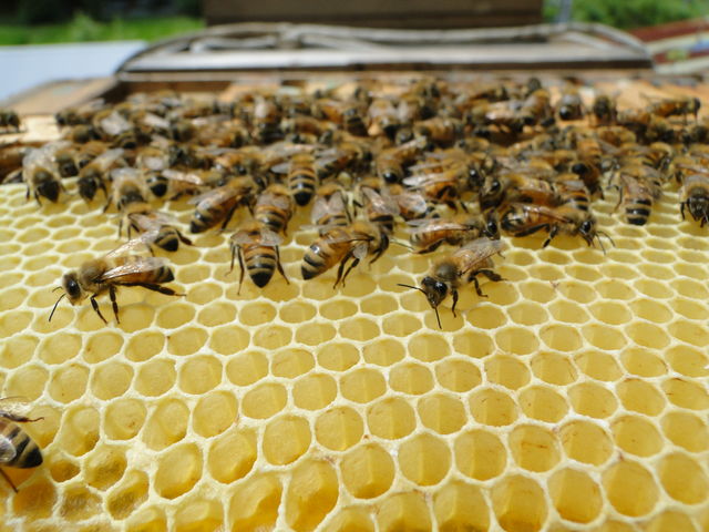 �I�B��������n�j�J����̂��ƁA�R�ۗ́A�E�ۗ͂̂���v���|���X�Ŏ���Ă��܂�_���c�݂΂�