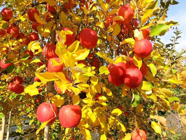 ���v����񂲌��c�@���c��񂲉�