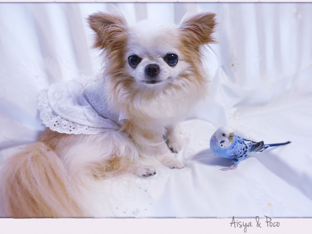 Forest�@Songs �`silva sanitatem