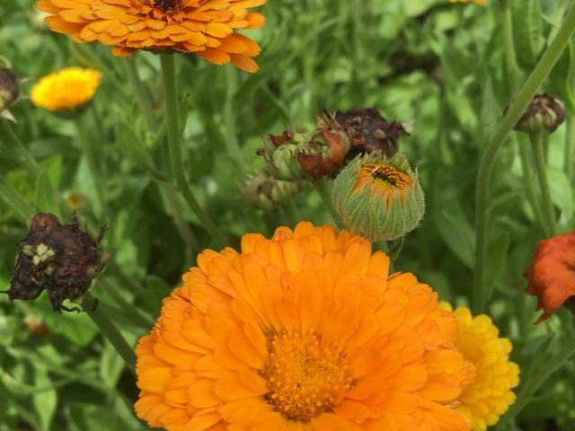 �e�B�[�ɂ���Ƃ��������J�����f����_CONSE FARM