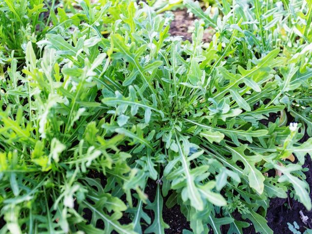 ���b�R���̃Z���o�e�B�J�Ƃ����i��B���b�R�����l�A����݂ƃS�}�̕����������ł��B_CONSE FARM