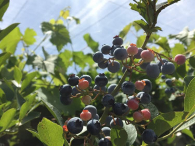 �܌��ʎ���