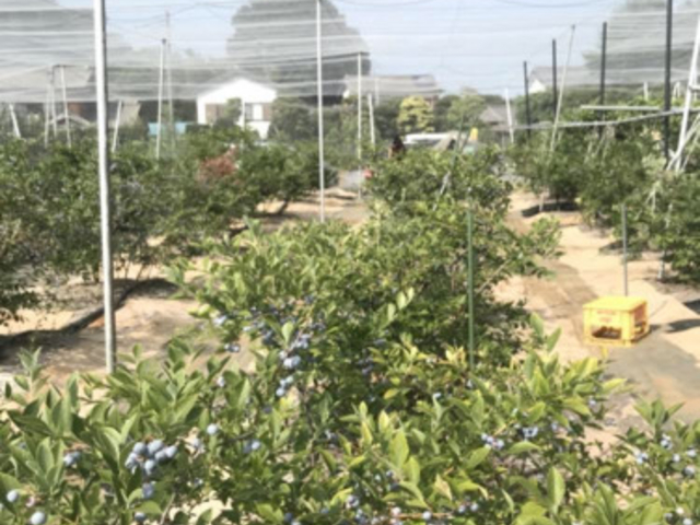 �܌��ʎ���