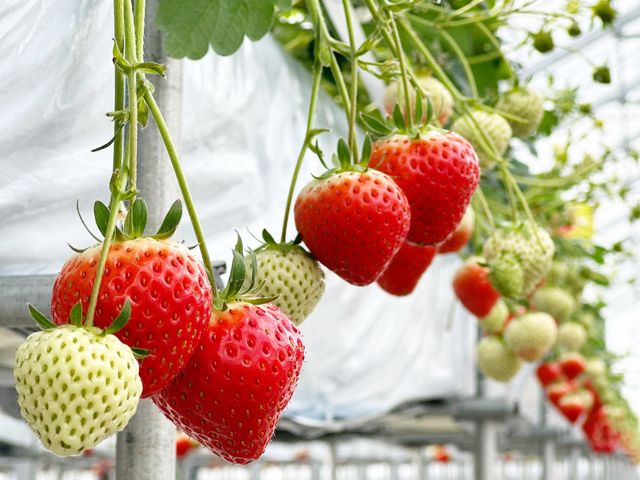 ���������̃C�`�S���u���c��v