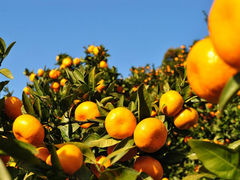 ʂ̎Rǰ@ZXEIuE_[ʂ̎ʐ^1