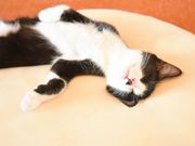 保護猫カフェ285 予約 アクセス 割引クーポン じゃらんnet