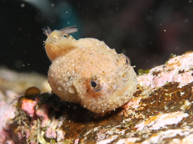 �����悭�悭����Ƃ���Ȃ��킢�炵�������B��������������T���Ă݂Ă��������B_�G�R�N���[�W���O�E�X�m�[�P�����O�E�_�C�r���O�@�[���n�E�X