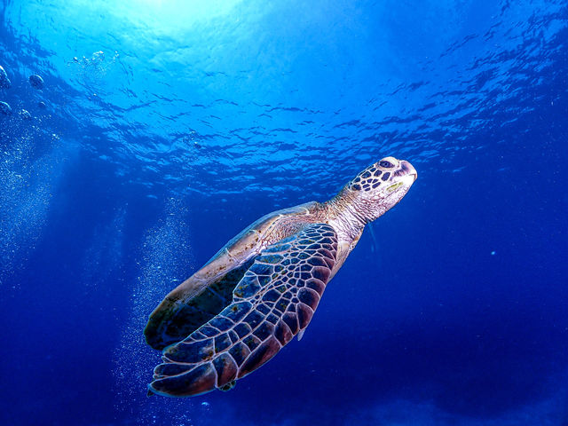 �^���悯��΃E�~�K���ɂ���܂����_���x���e�_�C�r���O�T�[�r�X���ƂԓX