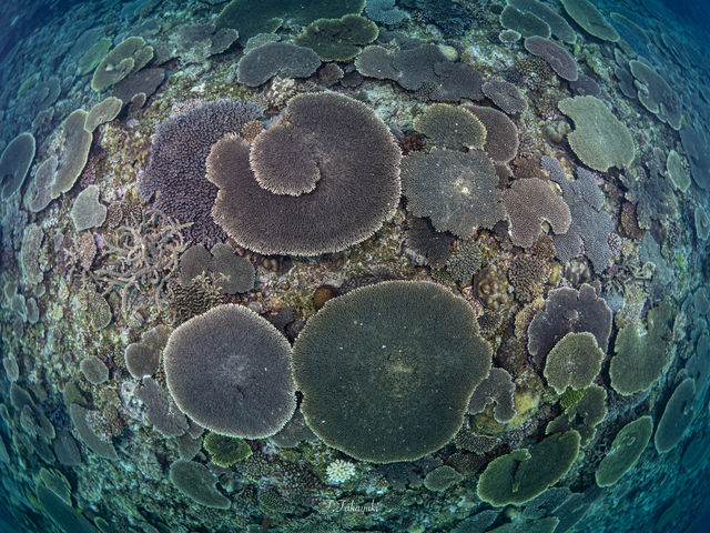 �{�����̔������T���S�B_���x���e�_�C�r���O�T�[�r�X���ƂԓX