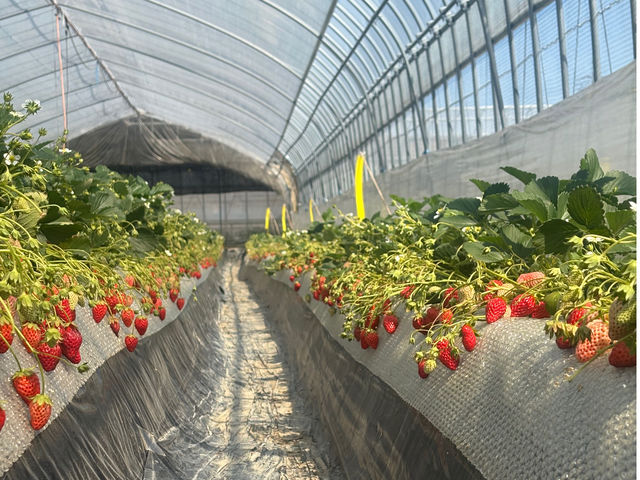 �ό�䕁@�R�鉀�@3��