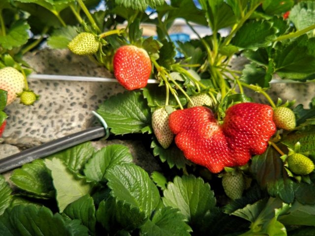 �v�\�R�Ί_�������͔|�a���̉Ɩ�����\��N�n�� ��g��������