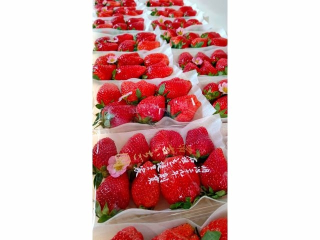 �v�\�R�Ί_�������͔|�a���̉Ɩ�����\��N�n�� ��g��������