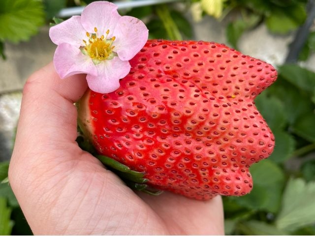 �v�\�R�Ί_�������͔|�a���̉Ɩ�����\��N�n�� ��g��������