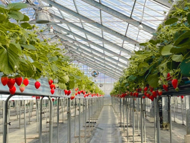 �M�c�_�� strawberry54