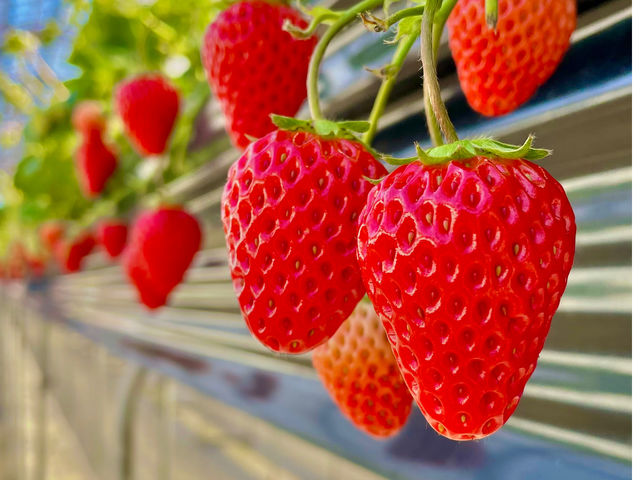 �M�c�_�� strawberry54