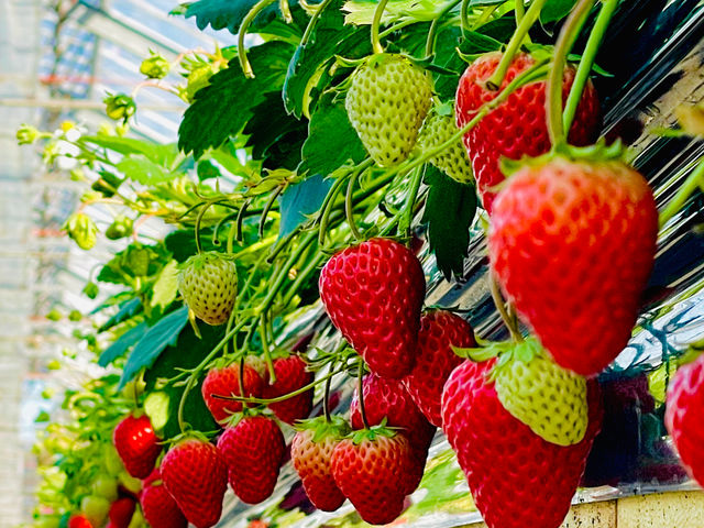 �M�c�_�� strawberry54