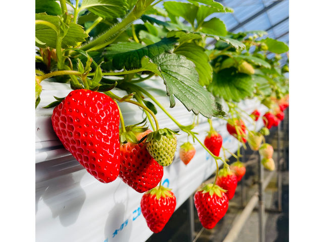 �M�c�_�� strawberry54