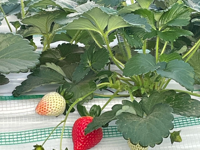 ���܂��F�Â��Ă��܂���_�ȂȂ��뉀�|