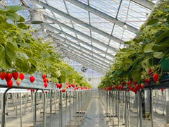 �M�c�_�� strawberry54�̎ʐ^1