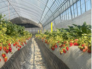 �ό�䕁@�R�鉀�@3�Ԃ̎ʐ^3