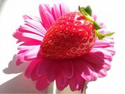 v\RΊ_͔|ảƖ\Nn g̎ʐ^3