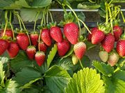 v\RΊ_͔|ảƖ\Nn g̎ʐ^4