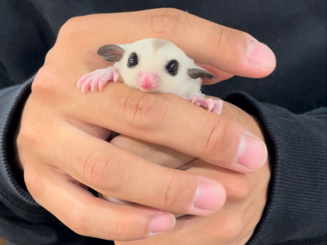 animal cafe fuleca �O�{�X