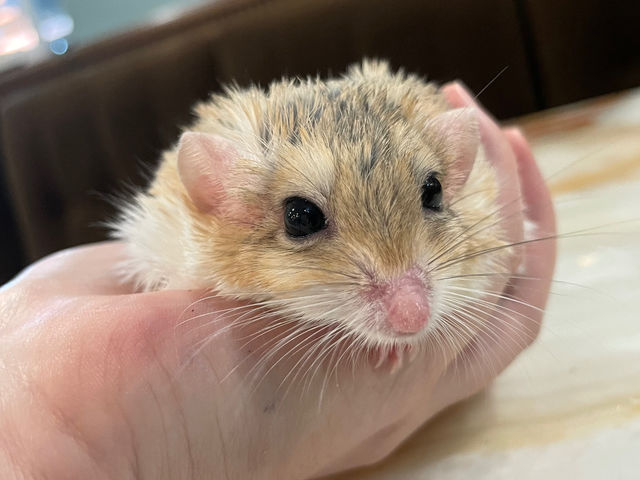 animal cafe fuleca �O�{�X