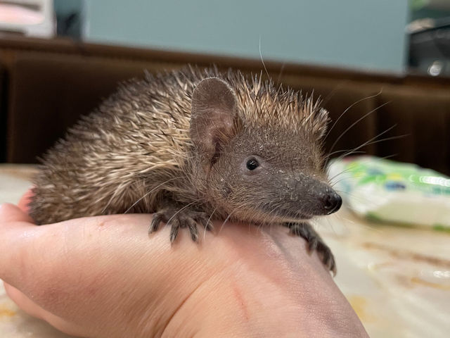 animal cafe fuleca �O�{�X