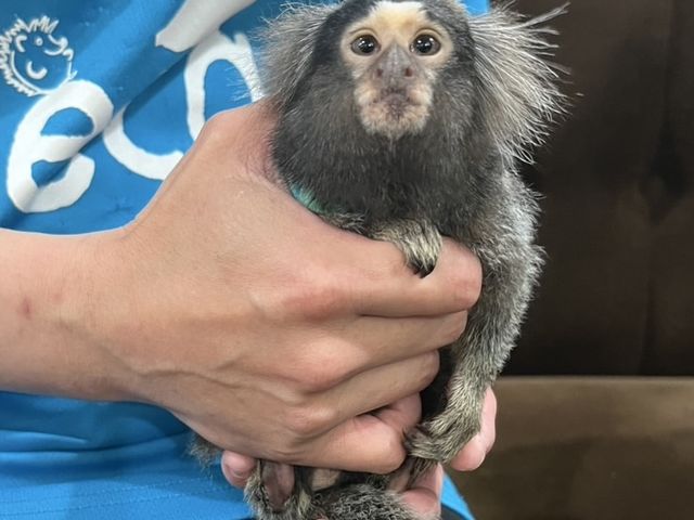 animal cafe fuleca �O�{�X