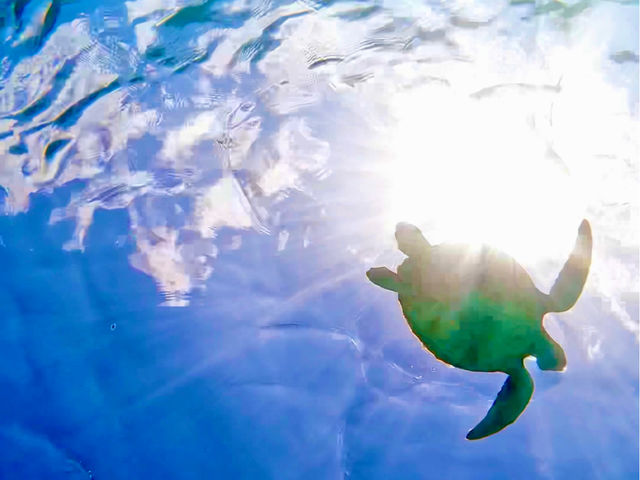 ���ԃE�~�K���ł��I_�n�b�s�[�A�C�����h�{��