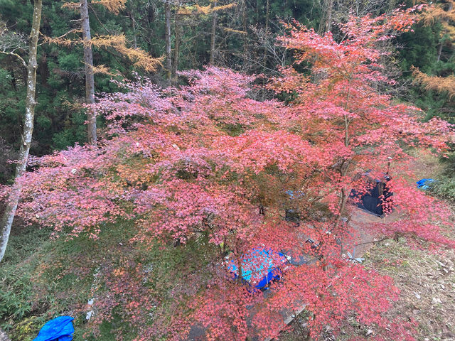 �g�t_���� �ጎ��