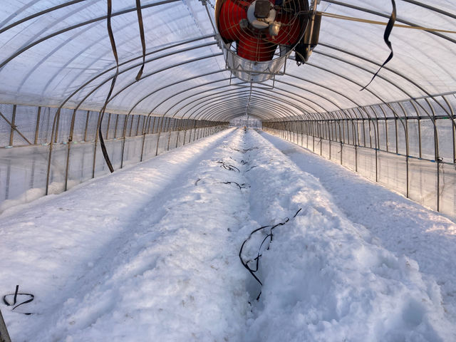 ��~������g�[�@�񂵂ĉ������Đ��f�������Ƃ��܂��B�n�E�X���ɐႪ����̂ŕ��˗�p�Ńn�E�X�����x�����܂�オ��Ȃ��B��_�����t�@�[��